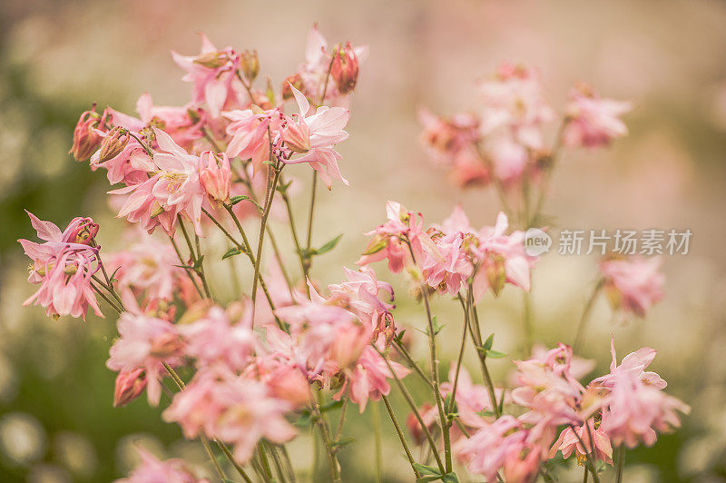 粉红色耧菜(Aquilegia Caerulea)花